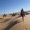 Tunisie : le paradis de l’équitation