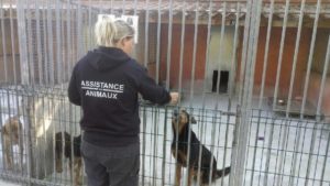 pour une meilleure vie pour les animaux en Tunisie